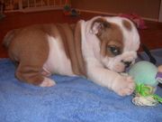 adorable bull dog puppy for sale